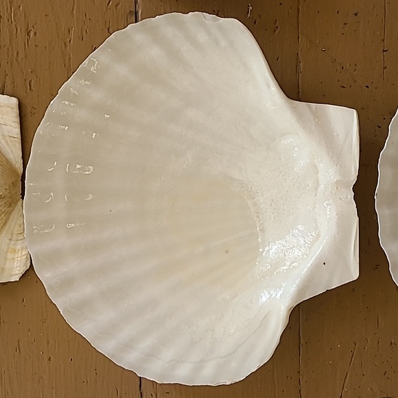 Large Scalloped Clam Shells Made in Japan - Picture 9 of 16